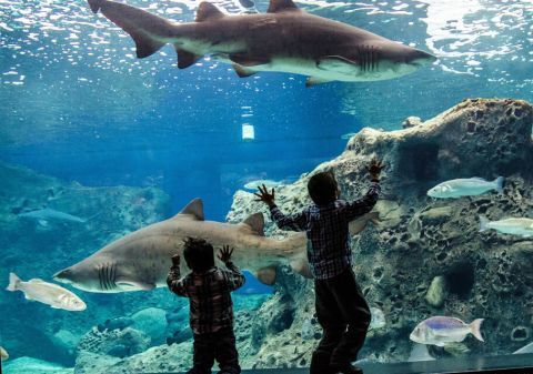 Aquarium Admission Ticket 1