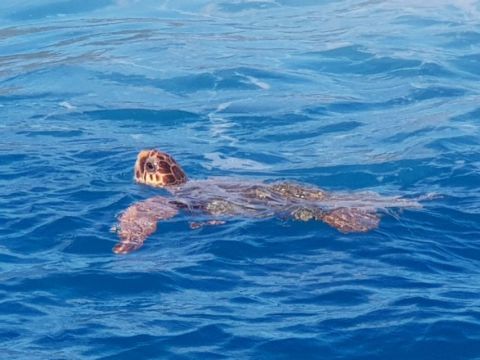 Turtle Spotting Cruise on a Glass Bottom Boat 2