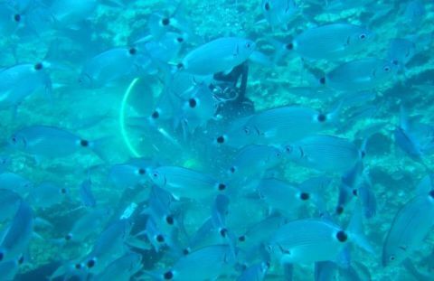 Scuba diving in Corfu 3