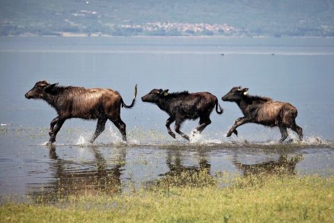 Tour to Lake Kerkini 2
