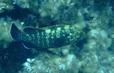 Scuba diving in Corfu 2