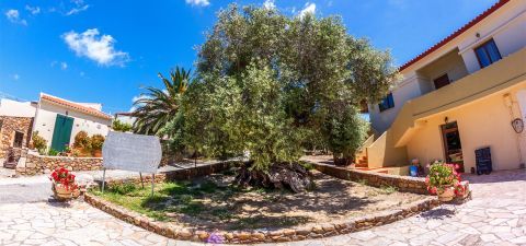 Olive oil and wine tasting at Anoskeli jeep adventure 2